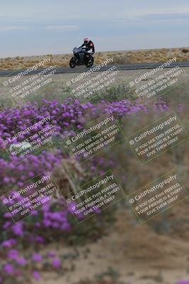 media/Jan-14-2023-SoCal Trackdays (Sat) [[497694156f]]/Turn 14 Exit Bloomig (145pm)/